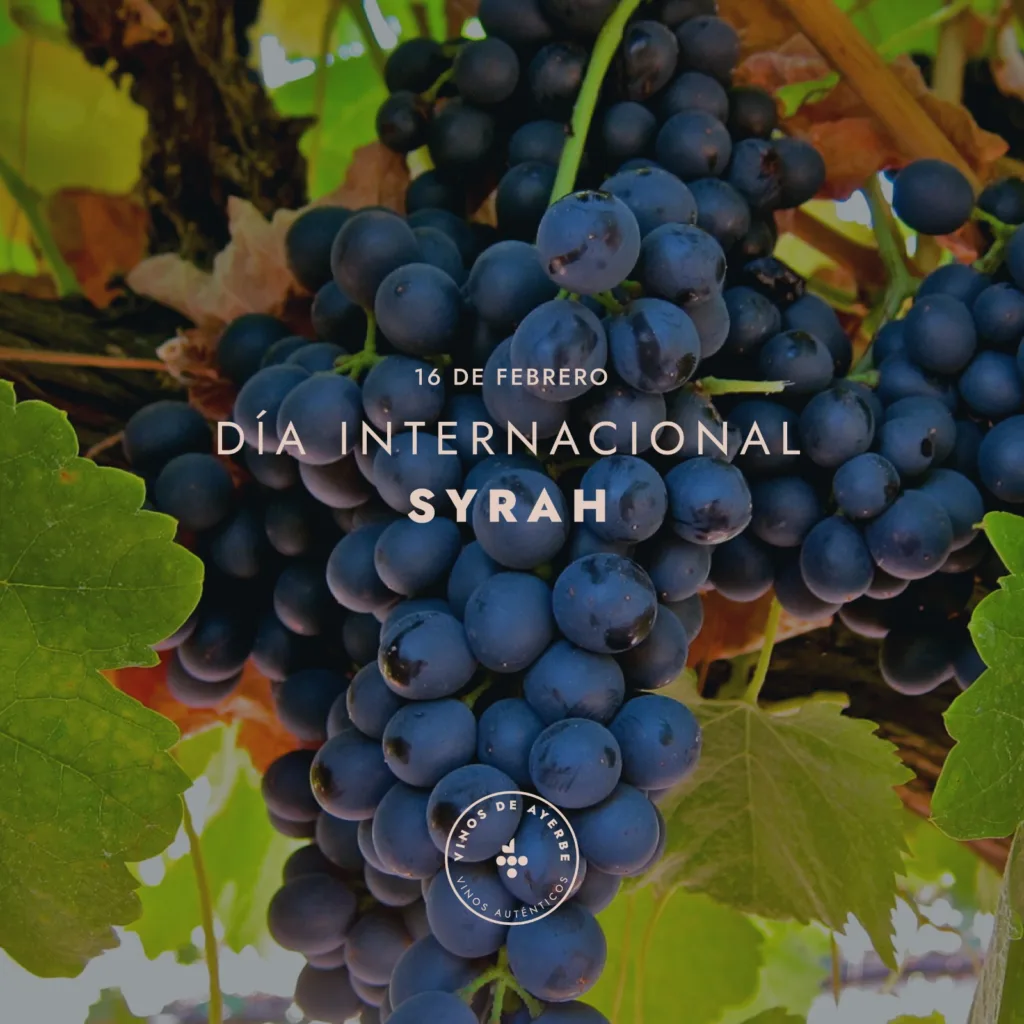 Cepaje Syrah o Shiraz